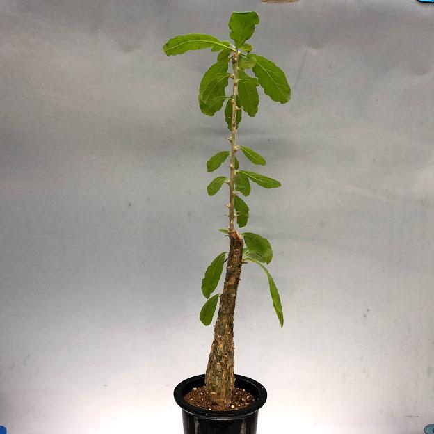 セサモタムナス　ブッセアヌス isla del pescado - Sesamothamnus busseanus-セサモタムナス