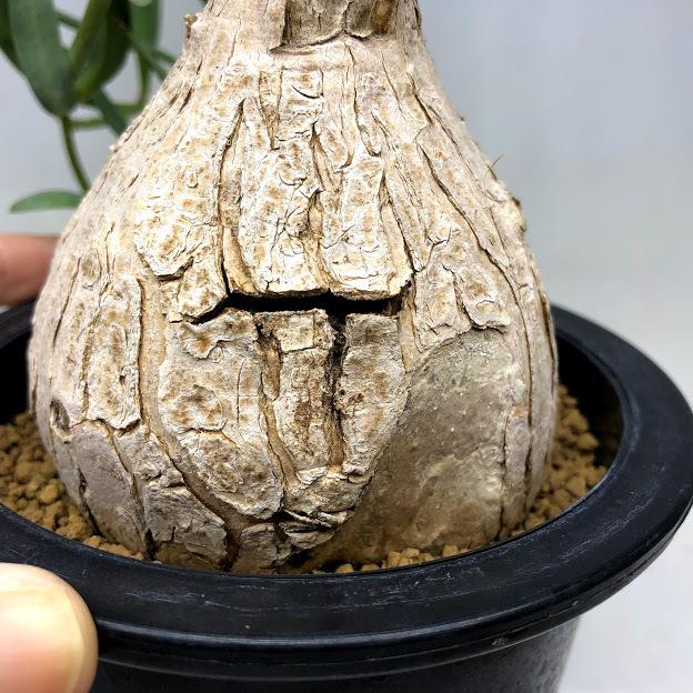 コーデックス：ユーフォルビア トリカデニア*葉幅14cm 現品！一品