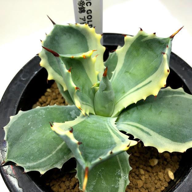 多肉植物：アガベ 雷帝錦 アトミックゴールド*幅9cm 現品