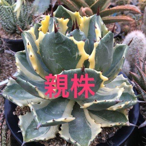 多肉植物:アガベ 雷帝錦 アトミックゴールド*幅9cm 現品 多肉植物:アガベ 雷帝錦 アトミックゴールド*幅9cm 現品