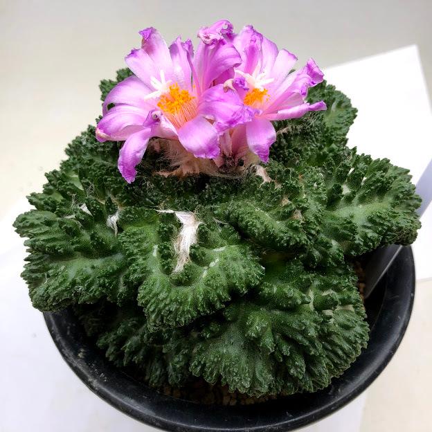 アリオカルプス　ゴジラ　台付 サボテン：アリオカルプス ゴジラ ツギ*幅14cm 現品！一品限り