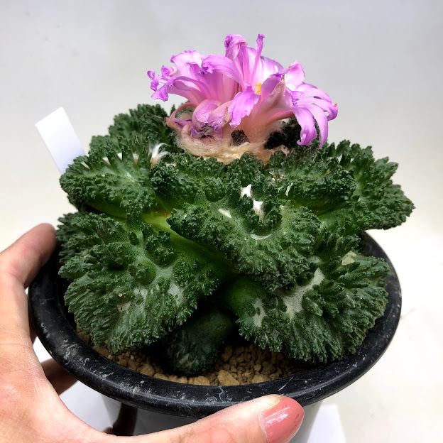 サボテン：アリオカルプス ゴジラ ツギ*幅14cm 現品！一品限り
