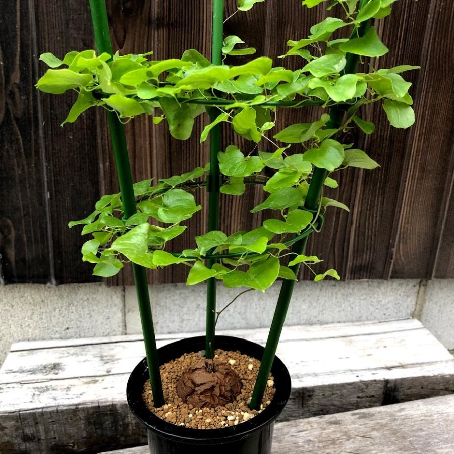 亀甲竜 鉢付き 休眠株 直径5cm