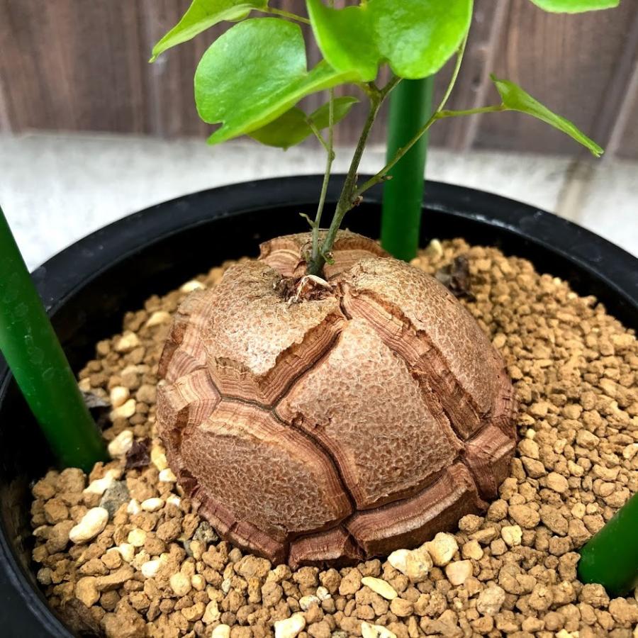 アフリカ亀甲竜　① 楽天市場】コーデックス：アフリカ亀甲竜*塊根幅6.5cm 現品