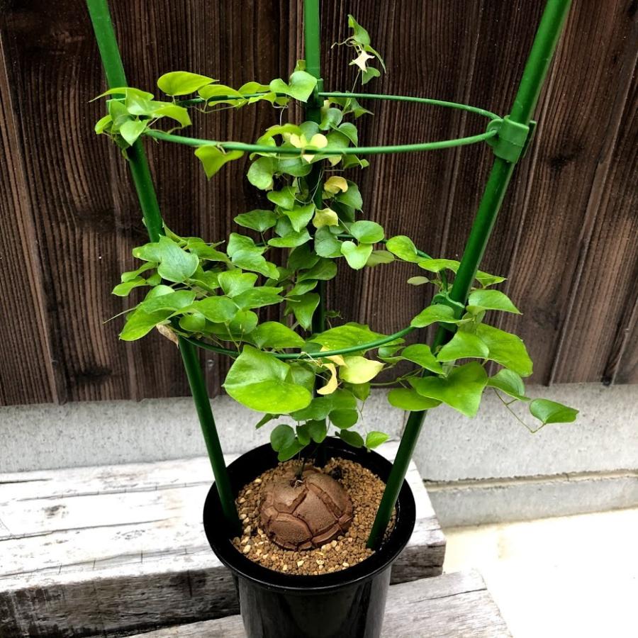 亀甲竜　荻 / GILA 04 - 01/ M / 約 φ11.5cm / 鉢 亀甲竜 荻 / GILA 04 - 01/ M / 約 φ11.5cm / 鉢