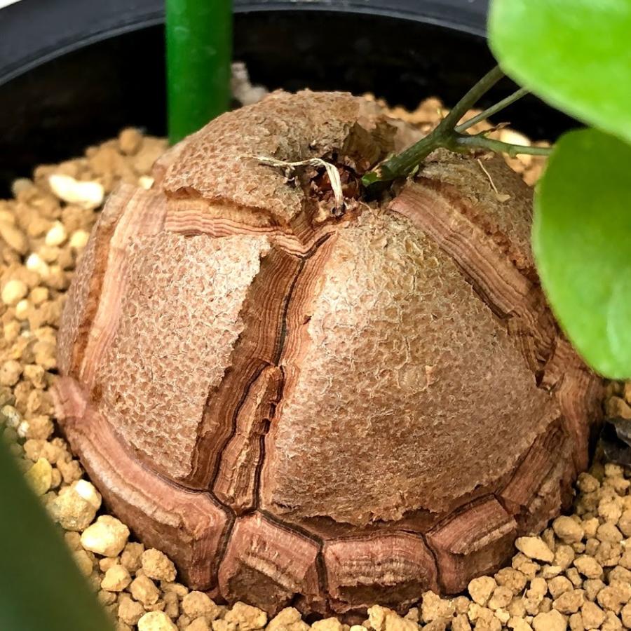 コーデックス：アフリカ亀甲竜*塊根幅6cm 現品！一品限り : 遊恵盆栽