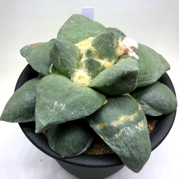 サボテン アリオカルプス 幅広玉牡丹 実生 幅18ｃｍ 現品 一品限り 葉に傷あり Sv 遊恵盆栽 Yahoo 店 通販 Yahoo ショッピング