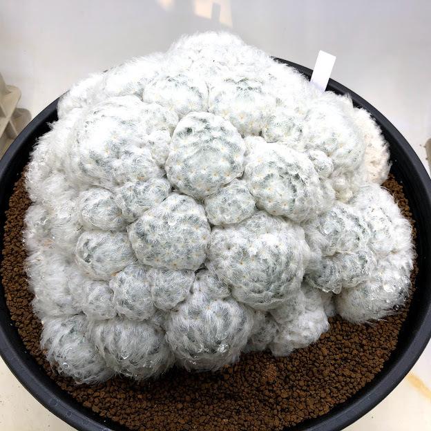 サボテン：マミラリア 白星群生*幅27cm 現品 一品限り : 遊恵