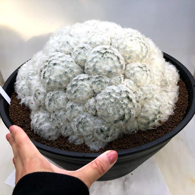 サボテン：マミラリア 白星群生*幅27cm 現品 一品限り : 遊恵盆栽