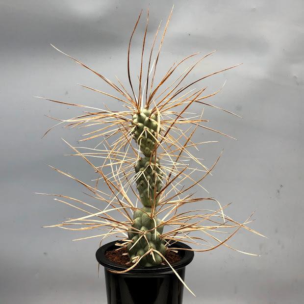 サボテン：テフロカクタス ぺディオフィルス*全幅22cm : 遊恵盆栽