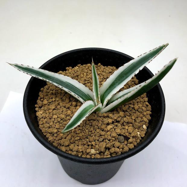 多肉植物：アガベ 氷山*幅10cm 現品！一品限り : 遊恵盆栽 Yahoo!店