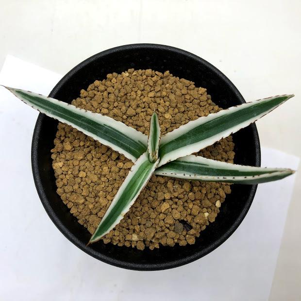 多肉植物：アガベ 氷山*幅10cm 現品！一品限り : 遊恵盆栽 Yahoo!店