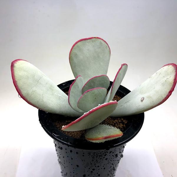 多肉植物 コチレドン オルビキュラータ 幅14ｃｍ Sv 遊恵盆栽 Yahoo 店 通販 Yahoo ショッピング