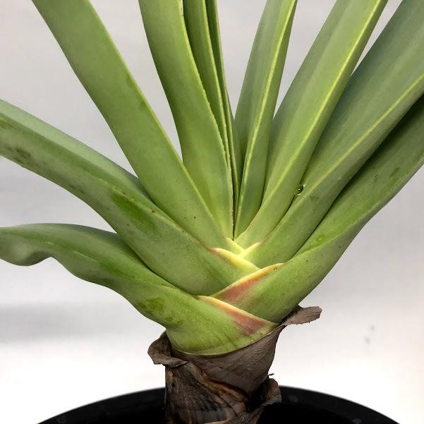 多肉植物 アロエ プリカティリス 幅45ｃｍ 現品 一品限り Sv 遊恵盆栽 Yahoo 店 通販 Yahoo ショッピング
