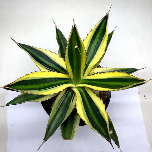 多肉植物：アガベ 五色万代*L 幅20cm : 遊恵盆栽 Yahoo!店 - 通販
