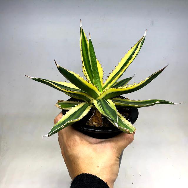 多肉植物：アガベ 五色万代*L 幅20cm : 遊恵盆栽 Yahoo!店 - 通販
