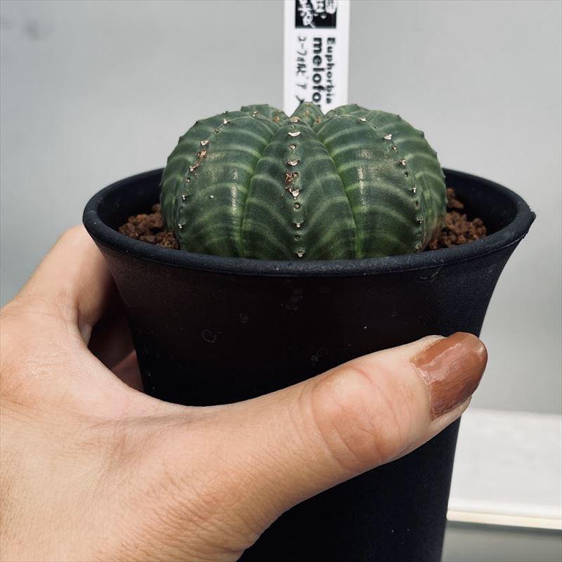 ユーフォルビア メロフォルミス 多肉植物 鉢付き 多肉植物：ユーフォルビア メロフォルミス*幅4cm : 遊恵盆栽 Yahoo