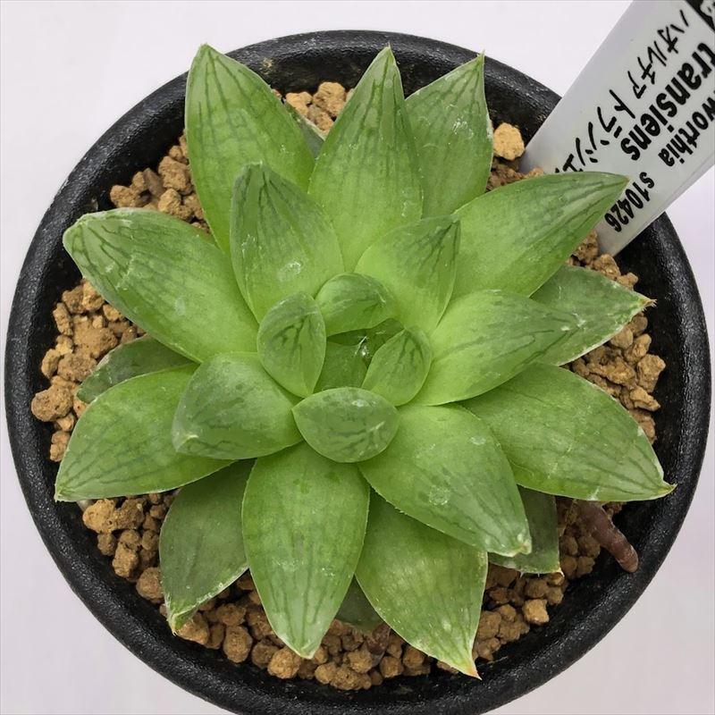 多肉植物:ハオルチア トランシエンス*S 幅5.5cm|y-bonsai|02
