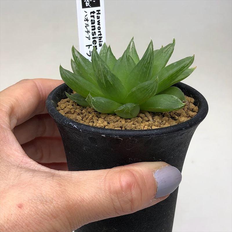 多肉植物:ハオルチア トランシエンス*S 幅5.5cm|y-bonsai|03