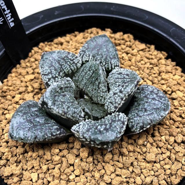 多肉植物：ハオルチア 指輪物語*幅6cm 現品！一品限り : 遊恵盆栽
