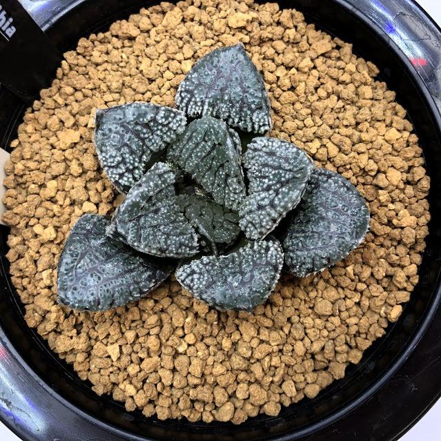 多肉植物：ハオルチア 指輪物語*幅6cm 現品！一品限り : 遊恵盆栽