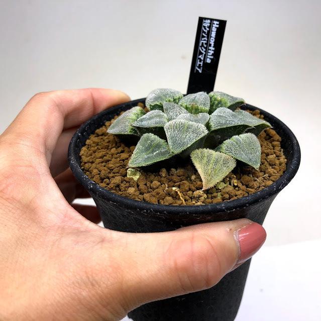多肉植物：ハオルチア 特ケバピグマエア*幅7cm : 遊恵盆栽 Yahoo!店