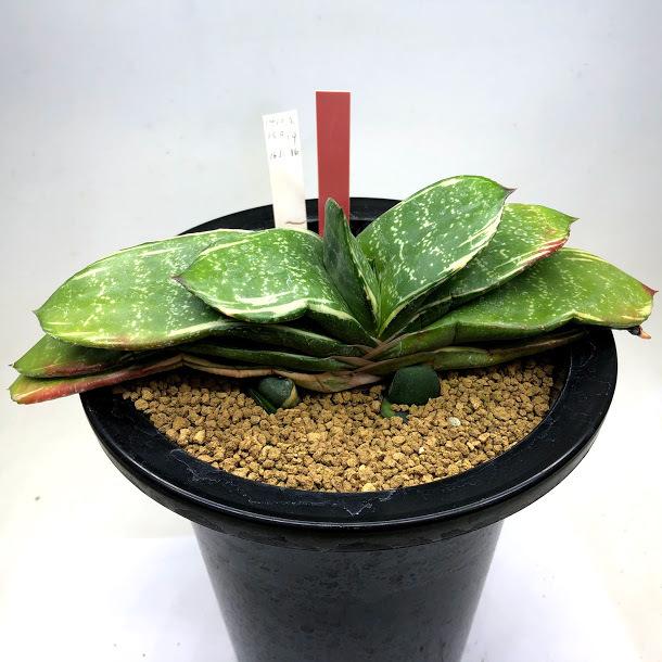 多肉植物：ガステリア 臥牛錦*幅21cm 現品！一品限り : 遊恵盆栽