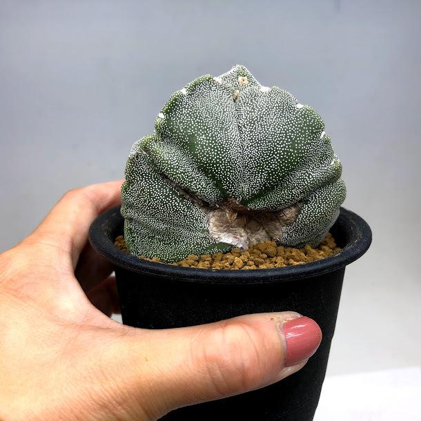 サボテン：アストロフィツム 三角鸞鳳玉*幅6.5cm 現品！一品限り ※傷 