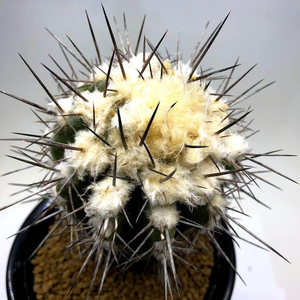 サボテン：コピアポア ブリトゲシイ 実生*幅7cm 現品！一品限り