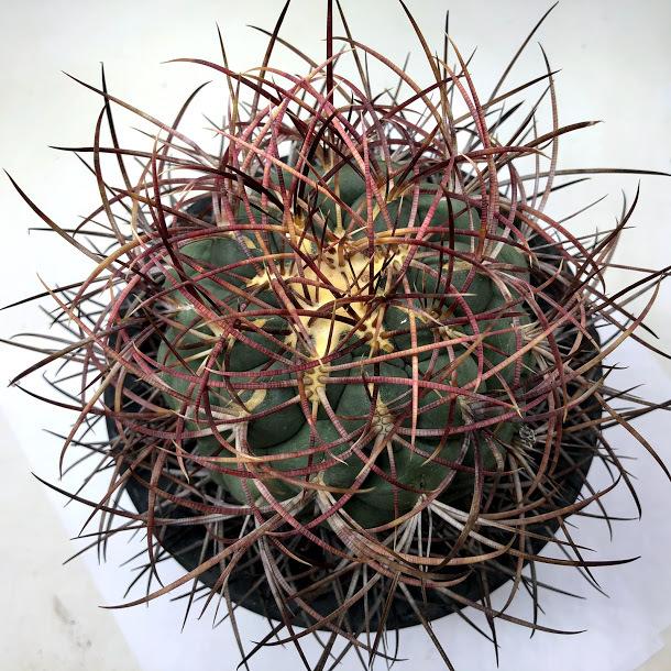 サボテン 紅冠竜 発根済 サボテン 紅冠竜 発根済 サボテン 紅冠竜 発根済