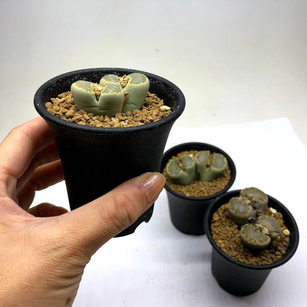 多肉植物：リトープス* : 遊恵盆栽 Yahoo!店 - 通販 - Yahoo!ショッピング
