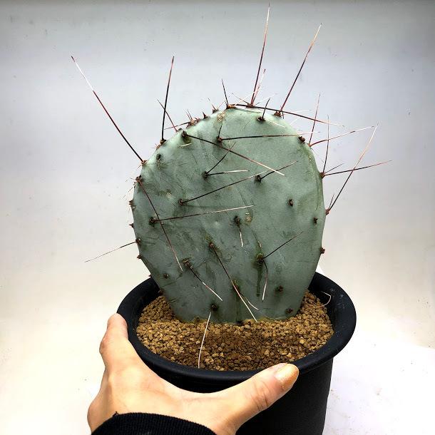 サボテン：オプンチア アズレア*全幅15cm : 遊恵盆栽 Yahoo!店