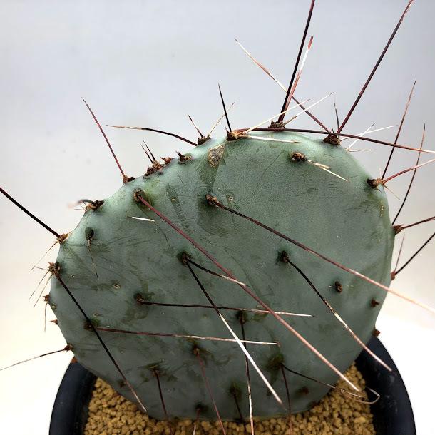 サボテン：オプンチア アズレア*全幅15cm : 遊恵盆栽 Yahoo!店