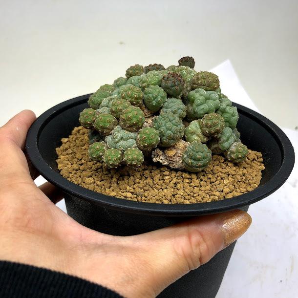 サボテン：プナ ボンニアエ 自根*全幅9cm : 遊恵盆栽 Yahoo!店