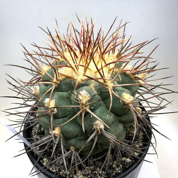 サボテン：テロカクタス 緋冠竜*幅12cm 現品！一品限り : 遊恵盆栽