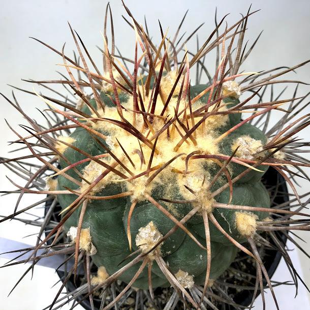 サボテン：テロカクタス 緋冠竜*幅12cm 現品！一品限り : 遊恵盆栽