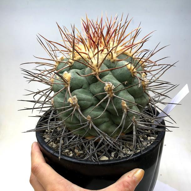 サボテン：テロカクタス 緋冠竜*幅12cm 現品！一品限り : 遊恵盆栽