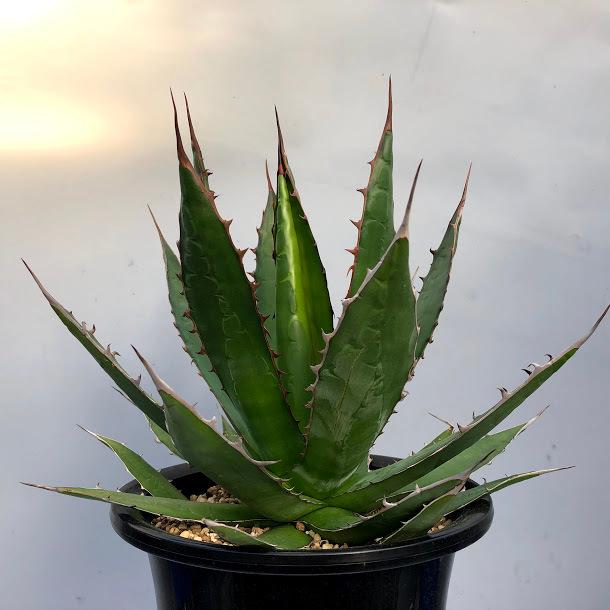 多肉植物：アガベ ホリダ 実生*幅33cm 現品！一品限り : 遊恵盆栽