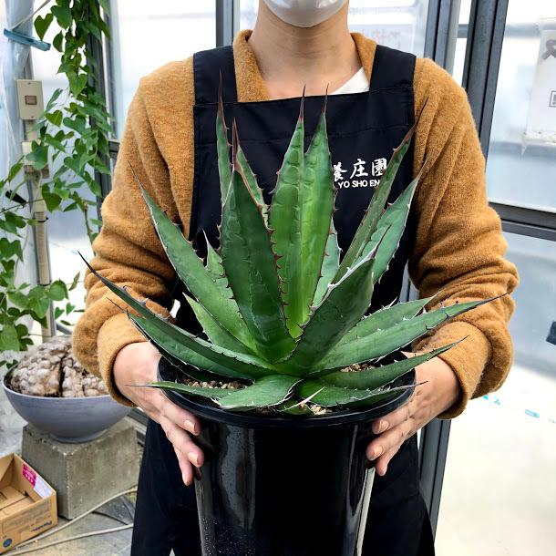 多肉植物：アガベ ホリダ 実生*幅33cm 現品！一品限り : 遊恵盆栽