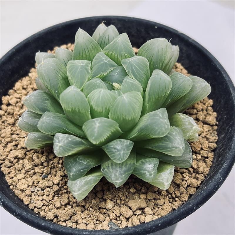多肉植物：ハオルチア マグワティ*幅6cm : 遊恵盆栽 Yahoo!店 - 通販
