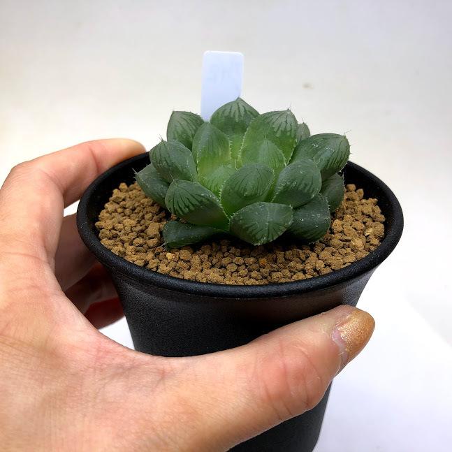 多肉植物：ハオルチア 特大窓美線超大型グリーンフォーム オブツーサ