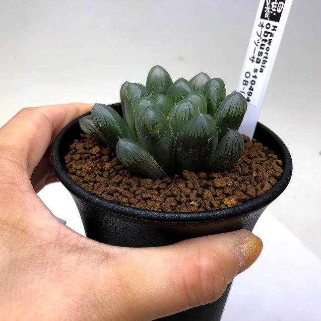 多肉植物　ハオルチア　オブツーサ ハオルチア 特選オブツーサ | on the leaf