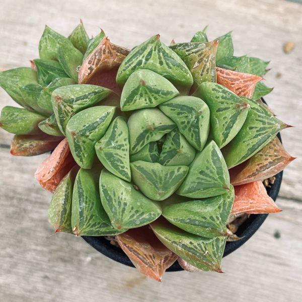 多肉植物：ハオルチア 大疣オブツーサ*幅9cm : 遊恵盆栽 Yahoo!店