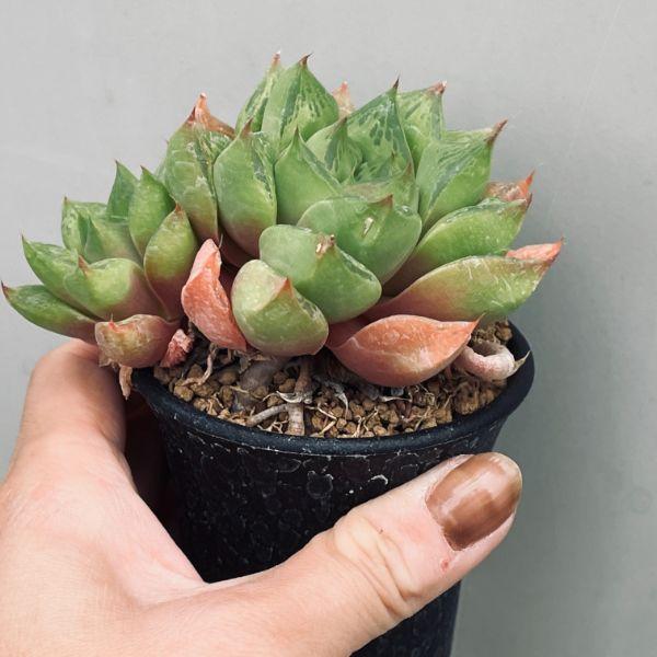 多肉植物：ハオルチア 大疣オブツーサ*幅9cm : 遊恵盆栽 Yahoo!店