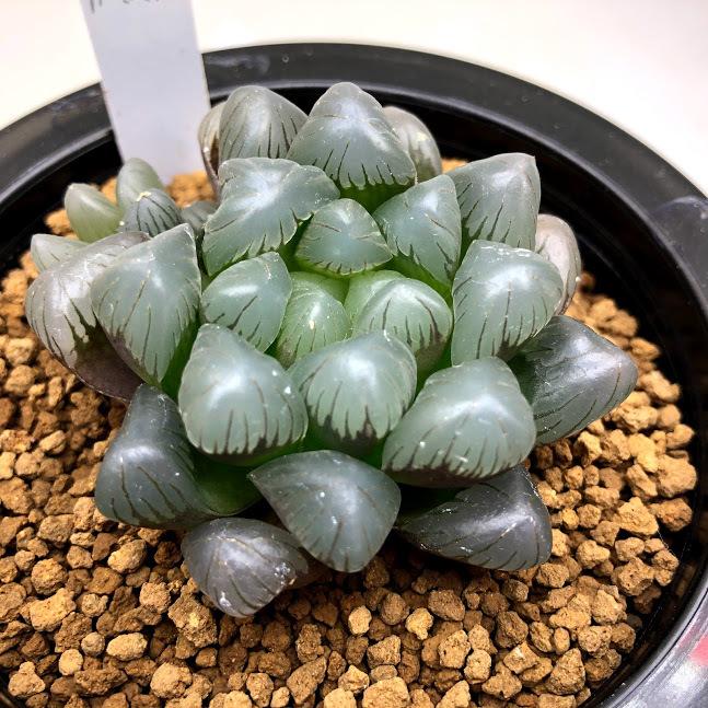 多肉植物　ハオルチア　ブリンジーNO.1大型特良 多肉植物 ハオルチア ブリンジーNO.1大型特良