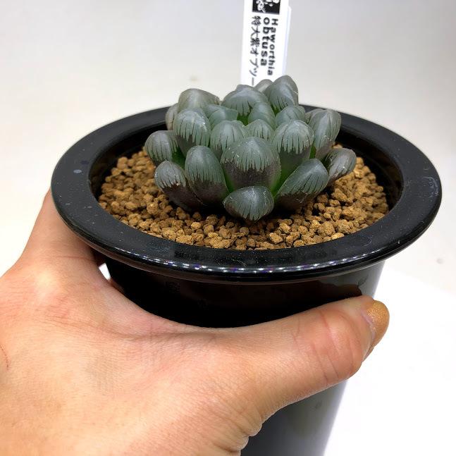 多肉植物：ハオルチア 特大窓紫オブツーサ *幅5cm 現品！一品限り