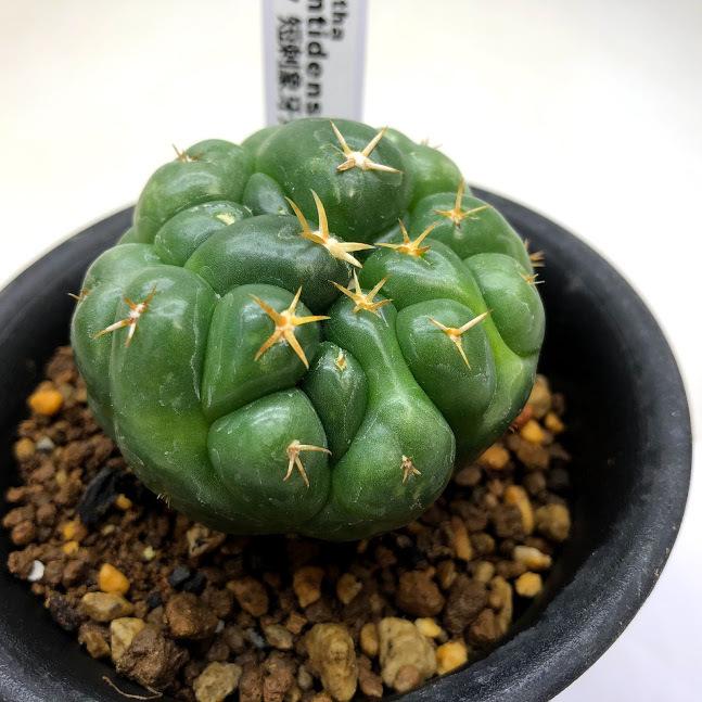 サボテン：コリファンタ 短刺象牙丸*幅5cm 現品！一品限り : 遊恵盆栽