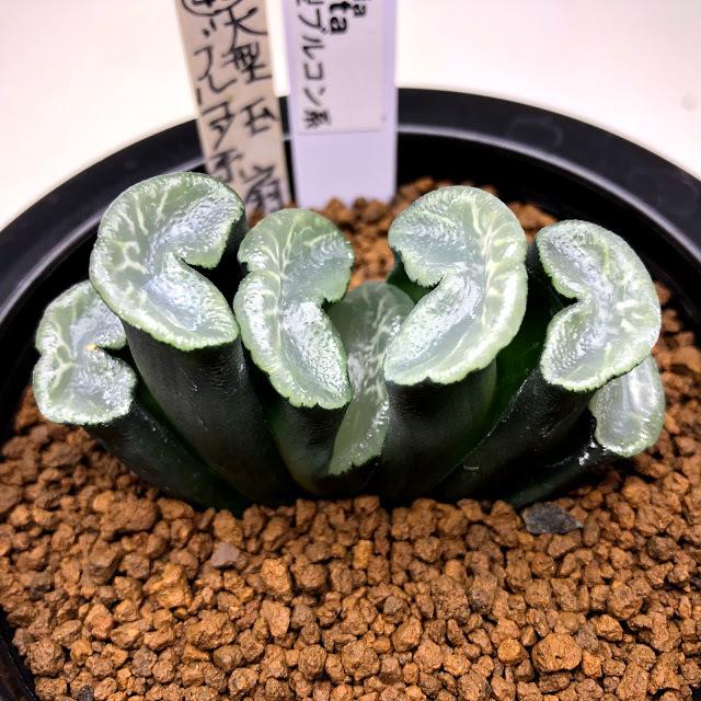 大型玉扇  美品 y-bonsai_s14122v