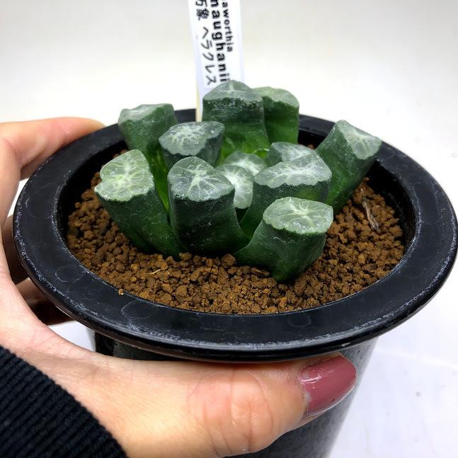 多肉植物 ハオルチア 万象 ヘラクレス 幅7ｃｍ 現品 一品限り Sv 遊恵盆栽 Yahoo 店 通販 Yahoo ショッピング