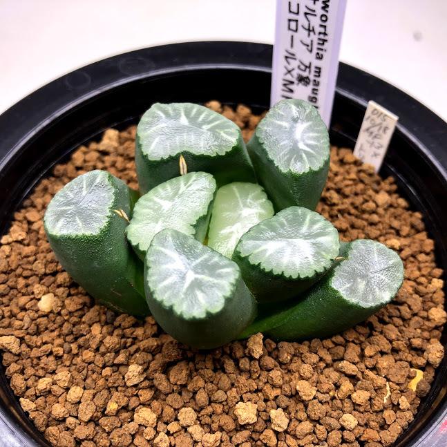 多肉植物：ハオルチア 万象 トリコロール×MF-13*幅6cm 現品